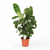 Goeppertia (Calathea) zebrina potted plant in nursery pot on white background.