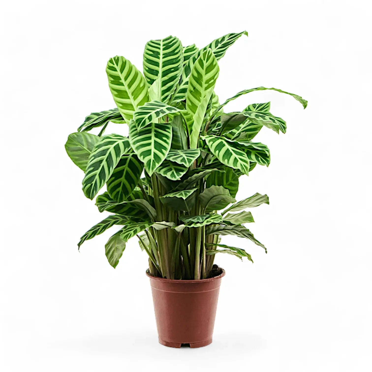 Goeppertia (Calathea) zebrina potted plant in nursery pot on white background.