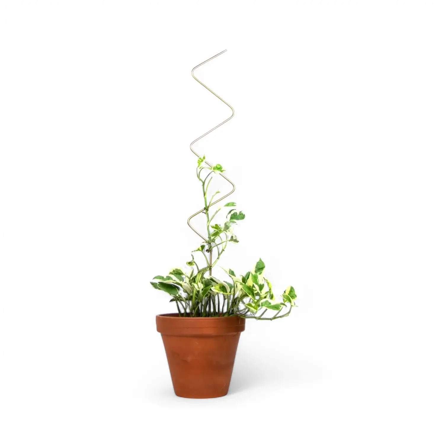 Golden Plant Stakes vor weißem Hintergrund, Produktfoto 5.