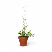 Golden Plant Stakes vor weißem Hintergrund, Produktfoto 5.