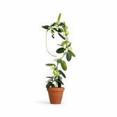 Golden Plant Stakes vor weißem Hintergrund, Produktfoto 6.