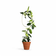 Golden Plant Stakes vor weißem Hintergrund, Produktfoto 6.