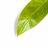 Philodendron 'Calkin's Gold' ('Goldiana', 'Golden spear') close-up of leaf on white background.