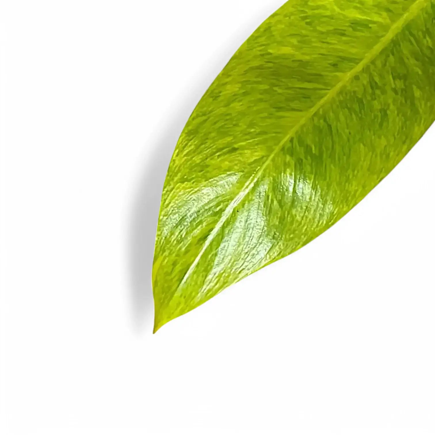 Philodendron 'Calkin's Gold' ('Goldiana', 'Golden spear') close-up of leaf on white background.