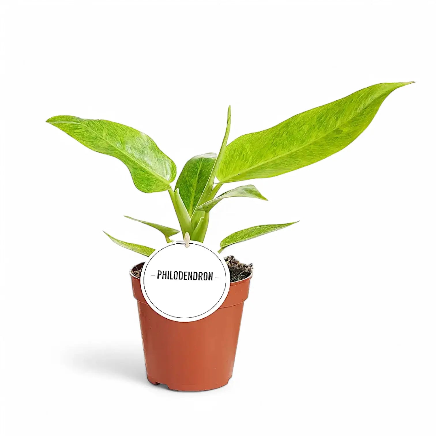 Philodendron 'Calkin's Gold' (auch 'Goldiana', 'Golden spear') – Zimmerpflanze im Kulturtopf auf weißem Hintergrund, Produktfoto 3.