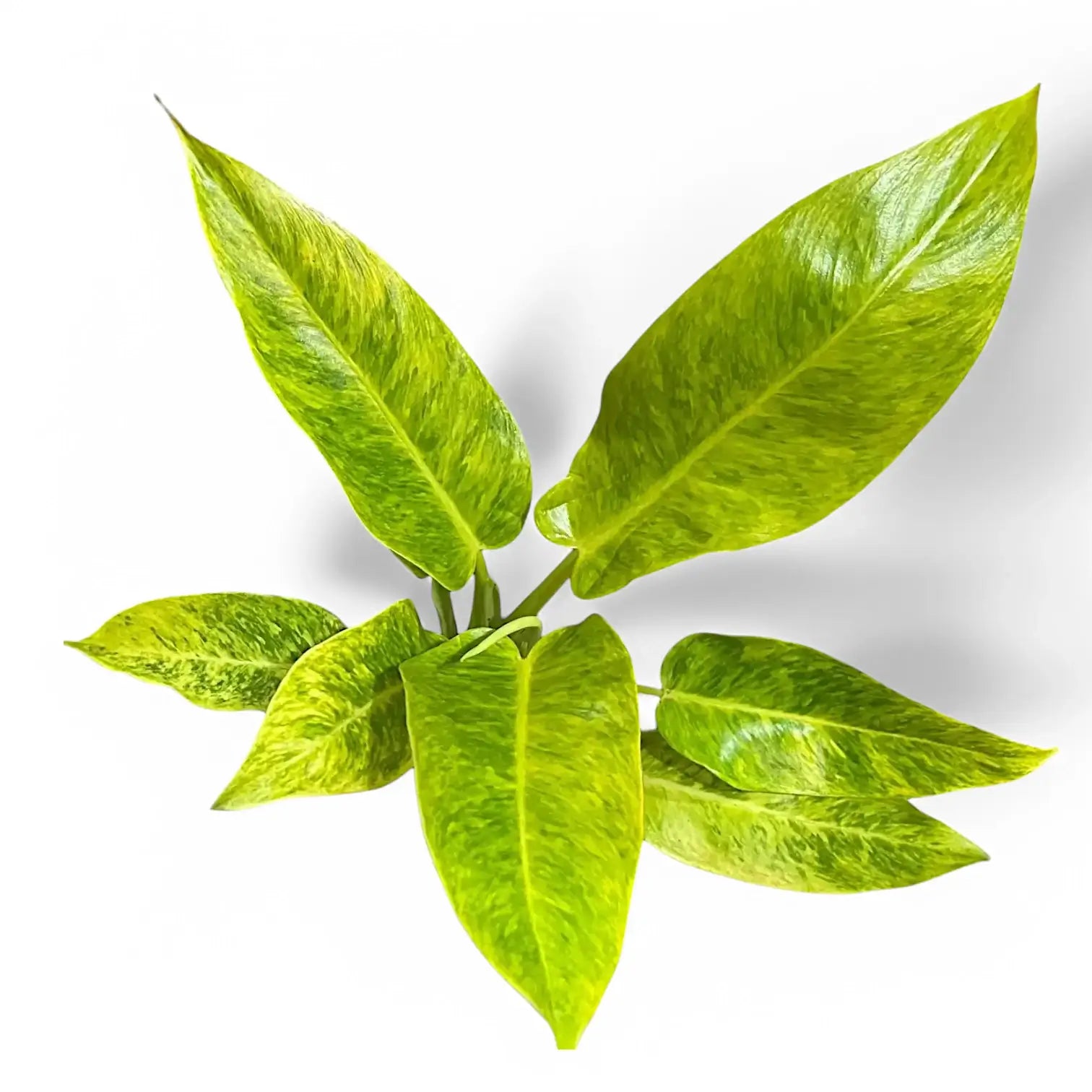 Philodendron 'Calkin's Gold' ('Goldiana', 'Golden spear') potted plant in nursery pot on white background.