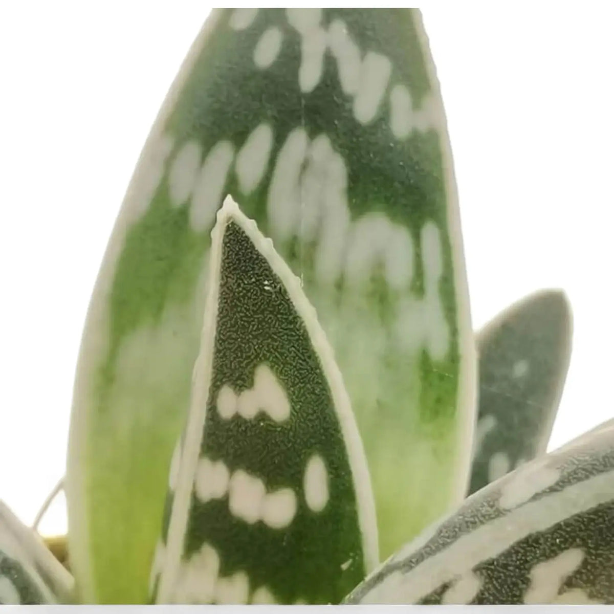 Aloe variegata – gebändert