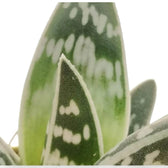 Gonialoe variegata – Blattdetail vor weißem Hintergrund..