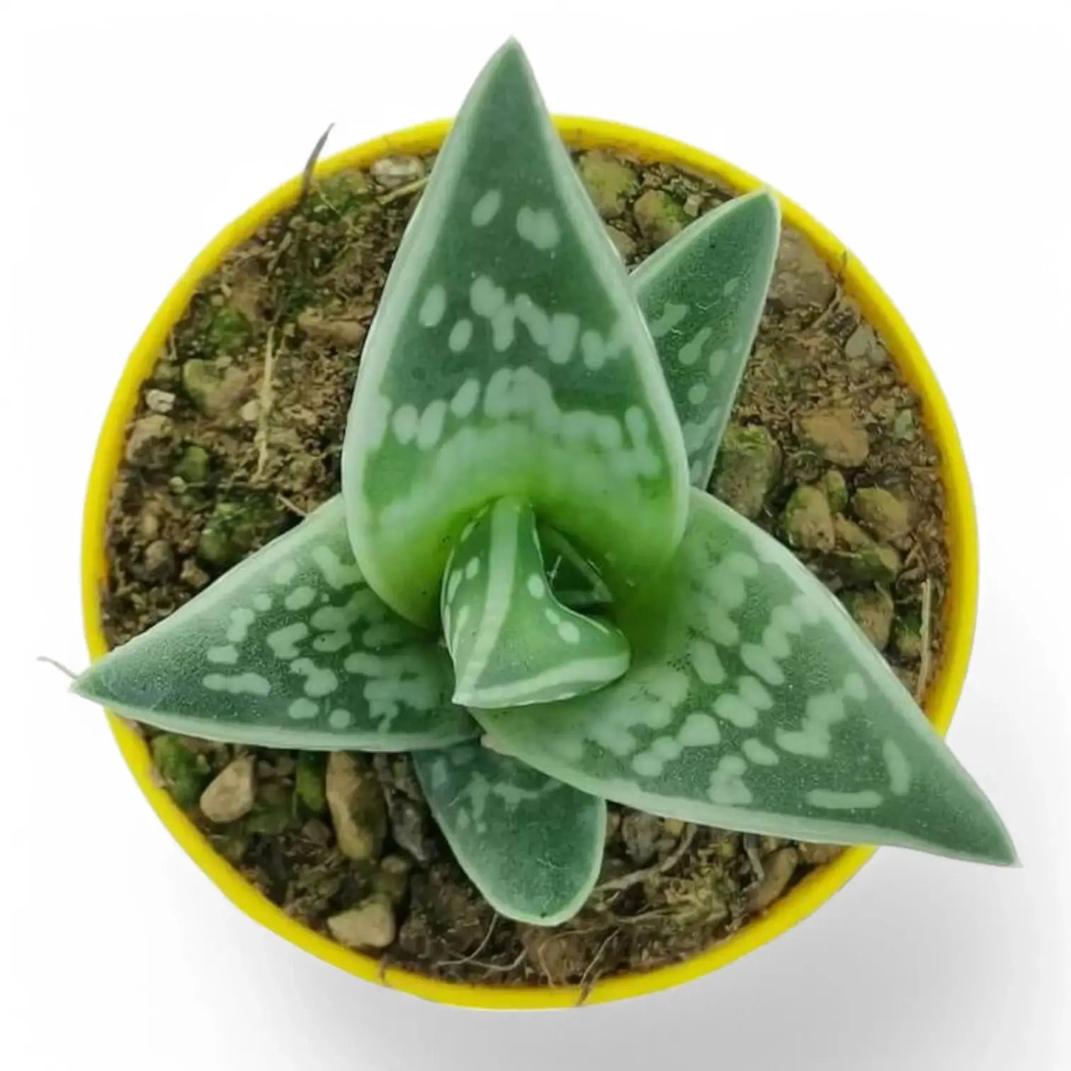 Gonialoe variegata potted plant in nursery pot on white background.