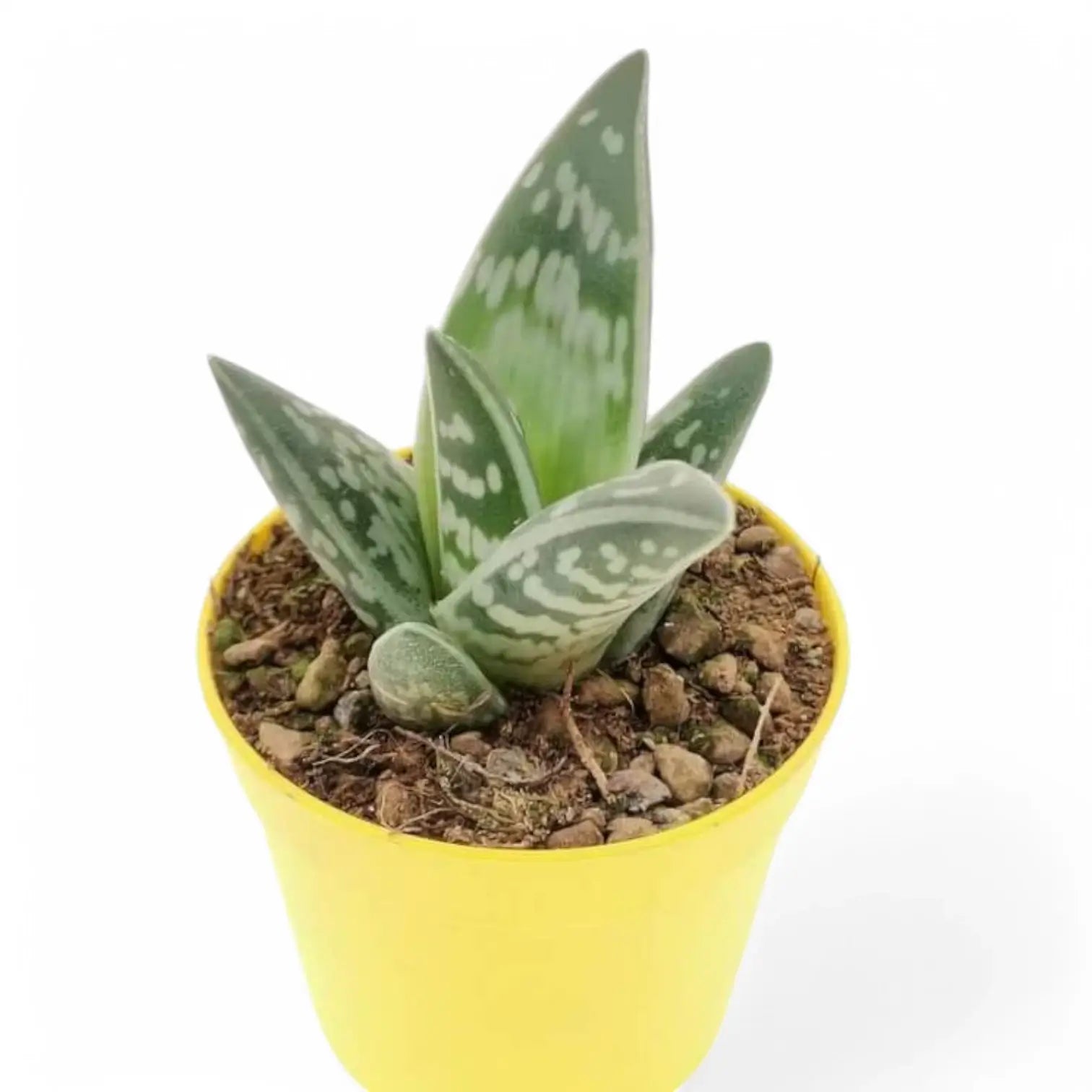 Gonialoe variegata potted plant in nursery pot on white background.