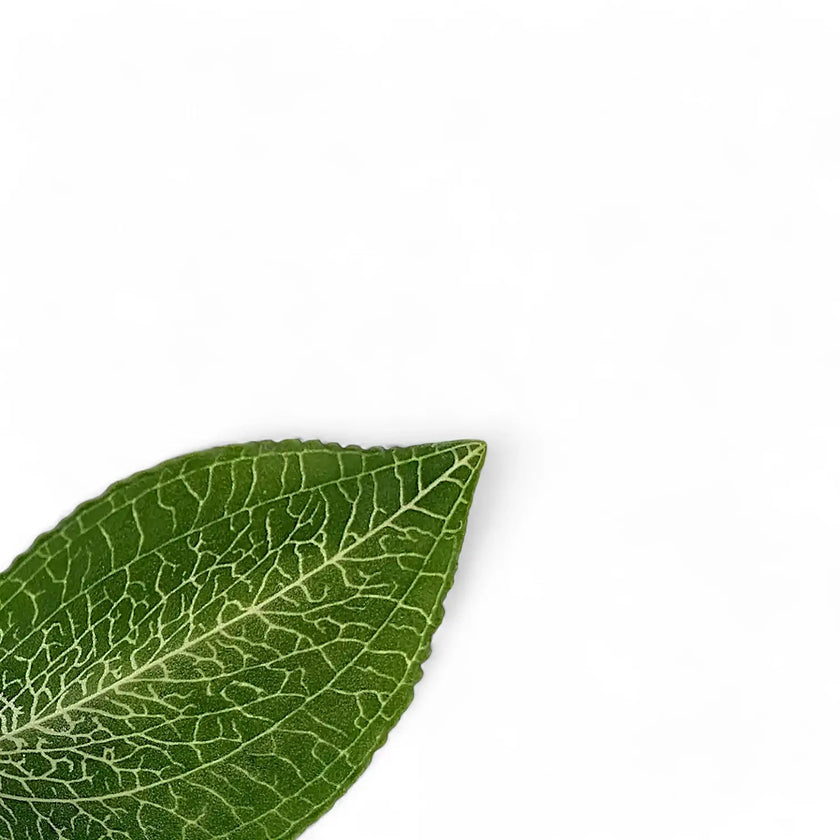 Goodyera malipoensis – Blattdetail vor weißem Hintergrund..