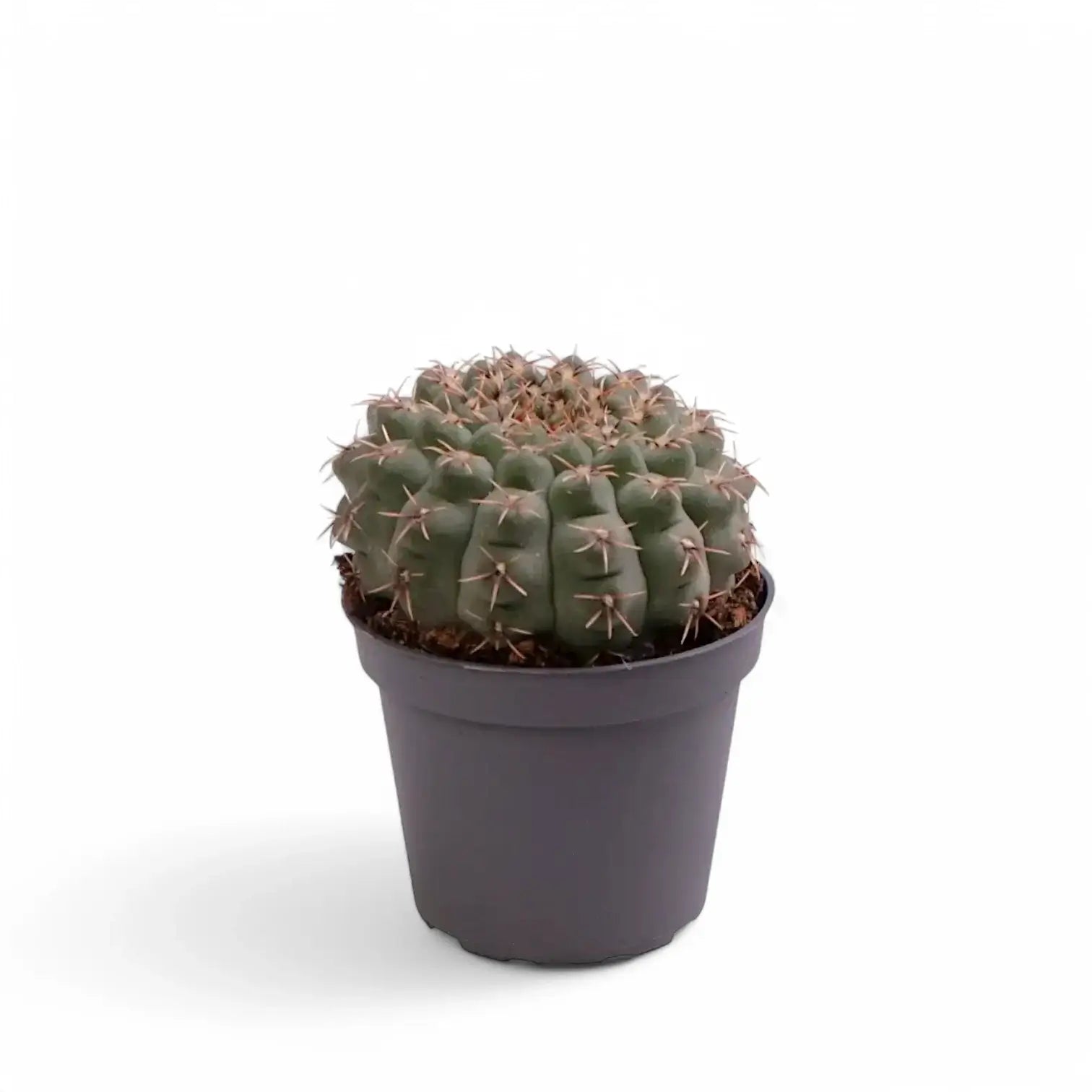 Gymnocalycium baldianum Zimmerpflanze im Anzuchttopf vor weißem Hintergrund, Produktfoto 2.