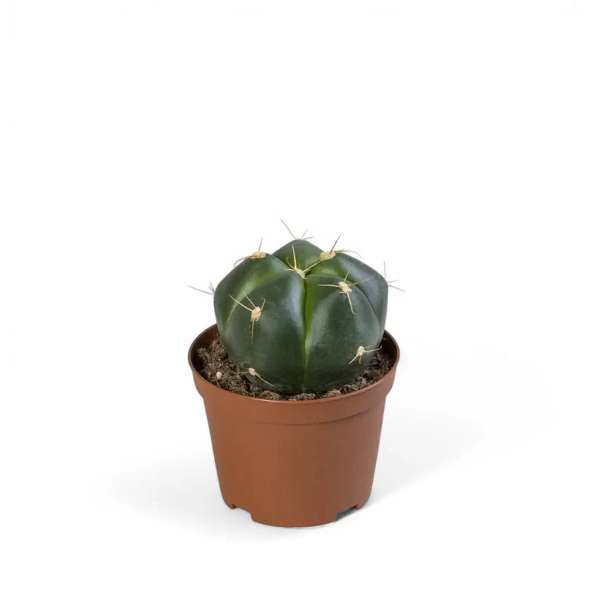 Gymnocalycium horstii potted plant in nursery pot on white background.