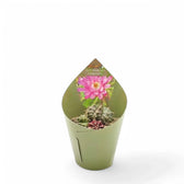 Gymnocalycium mihanovichii potted plant in nursery pot on white background.