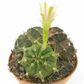 Gymnocalycium mihanovichii potted plant in nursery pot on white background.