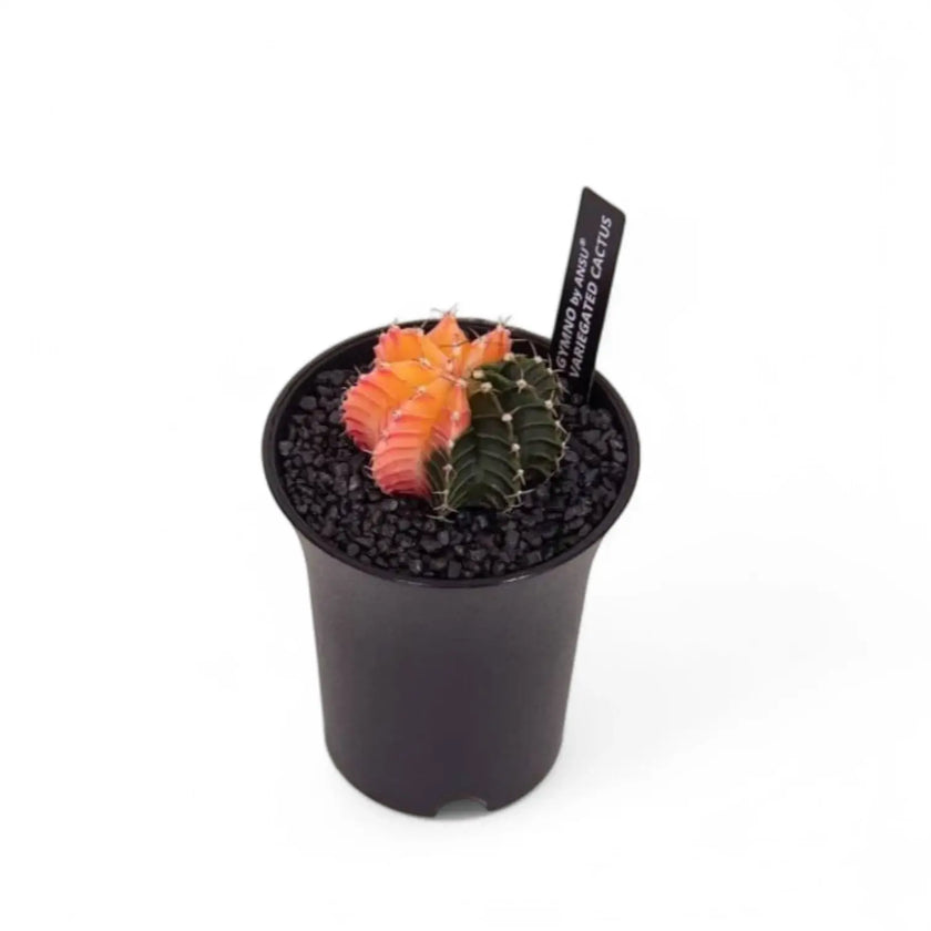 Gymnocalycium mihanovichii f. variegata potted plant in nursery pot on white background.