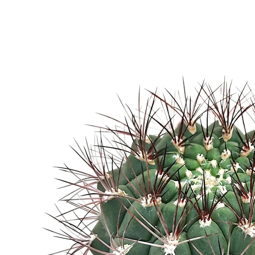 Gymnocalycium saglionis leaf detail on white background.