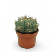 Gymnocalycium saglionis potted plant in nursery pot on white background.