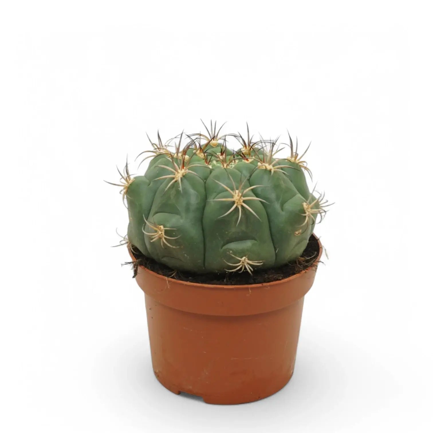 Gymnocalycium saglionis potted plant in nursery pot on white background.