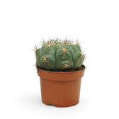 Gymnocalycium saglionis potted plant in nursery pot on white background.