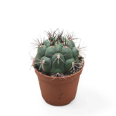 Gymnocalycium saglionis potted plant in nursery pot on white background.