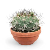 Gymnocalycium saglionis potted plant in nursery pot on white background.