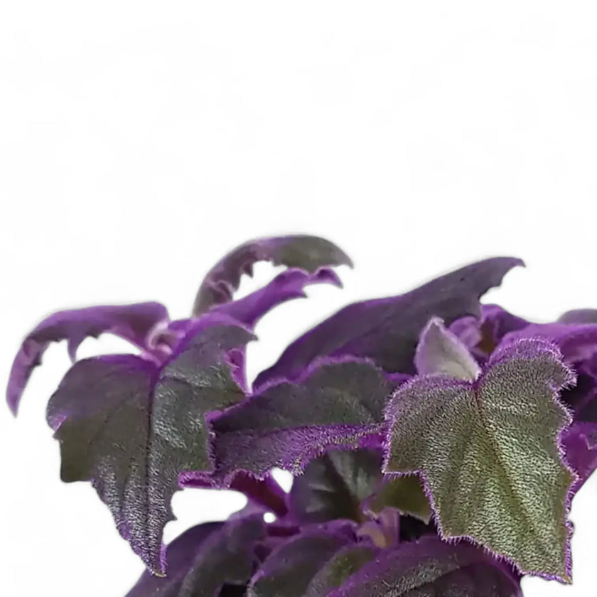 Nahaufnahme eines Blatts von Gynura aurantiaca vor weißem Hintergrund.