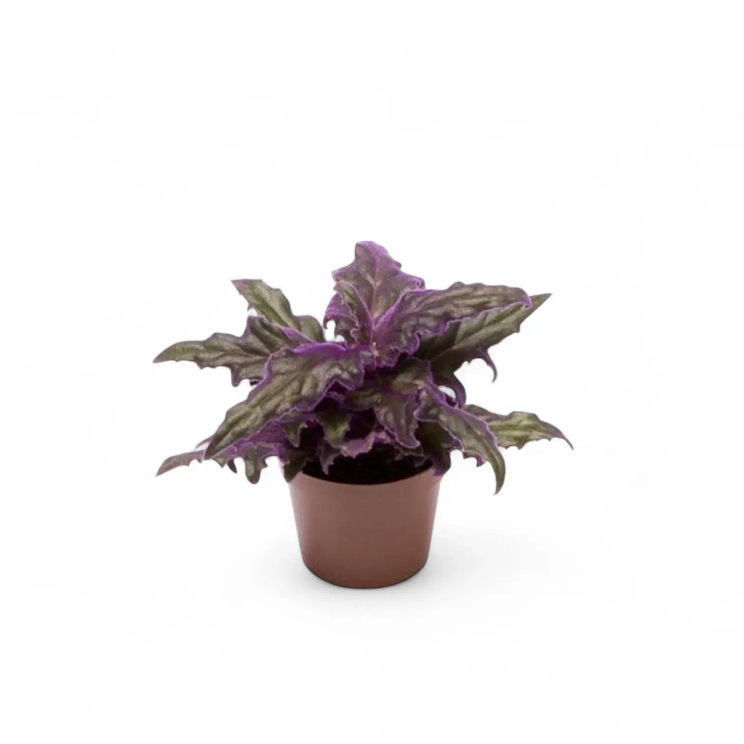 Gynura aurantiaca – Zimmerpflanze im Kulturtopf auf weißem Hintergrund, Produktfoto 3.