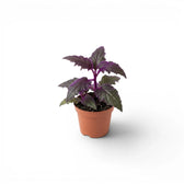 Gynura aurantiaca baby plant in a nursery pot.