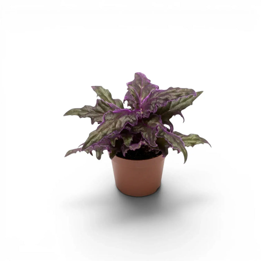 Gynura aurantiaca baby plant in a nursery pot.