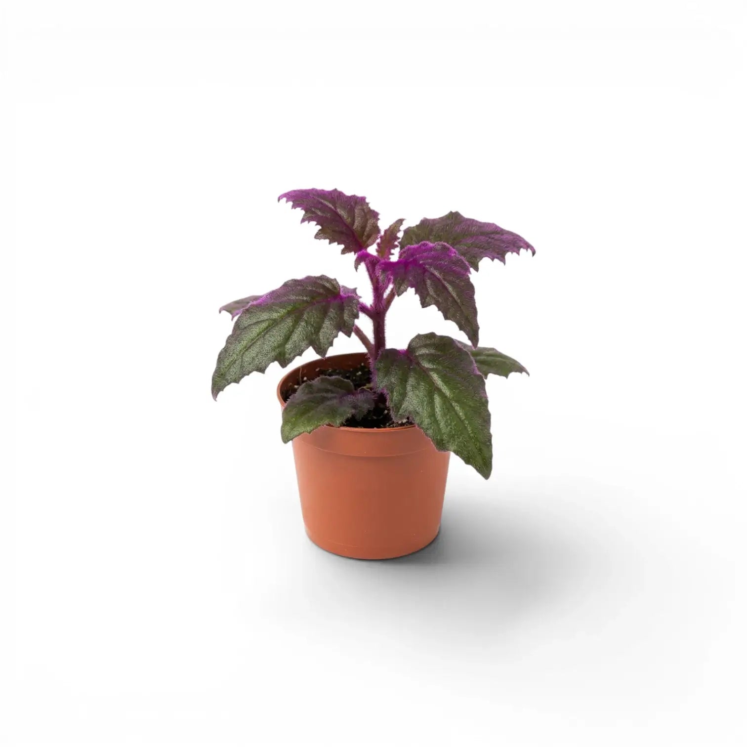 Gynura aurantiaca baby plant in a nursery pot.