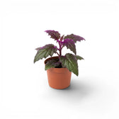 Gynura aurantiaca baby plant in a nursery pot.