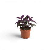 Gynura aurantiaca baby plant in a nursery pot.