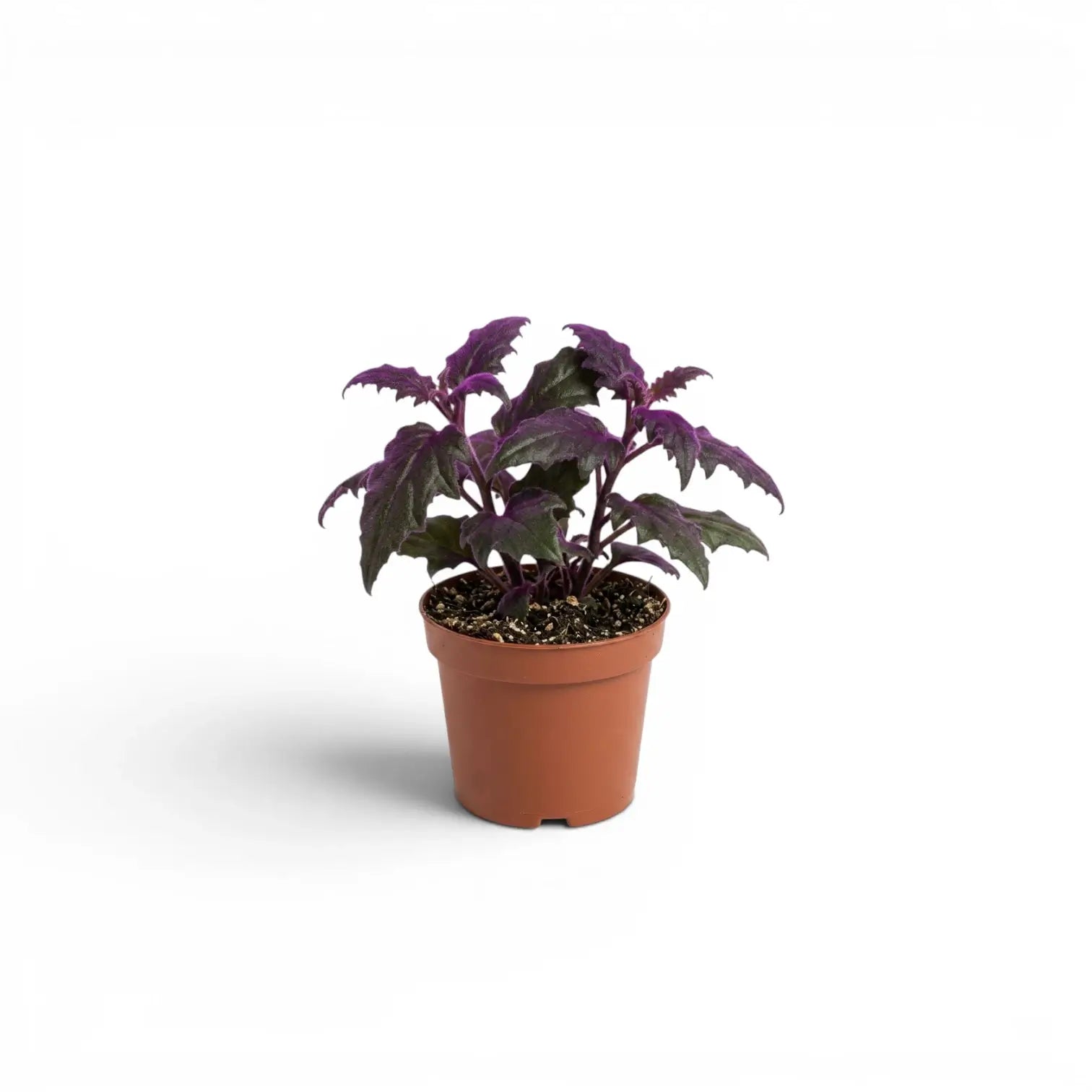 Gynura aurantiaca baby plant in a nursery pot.
