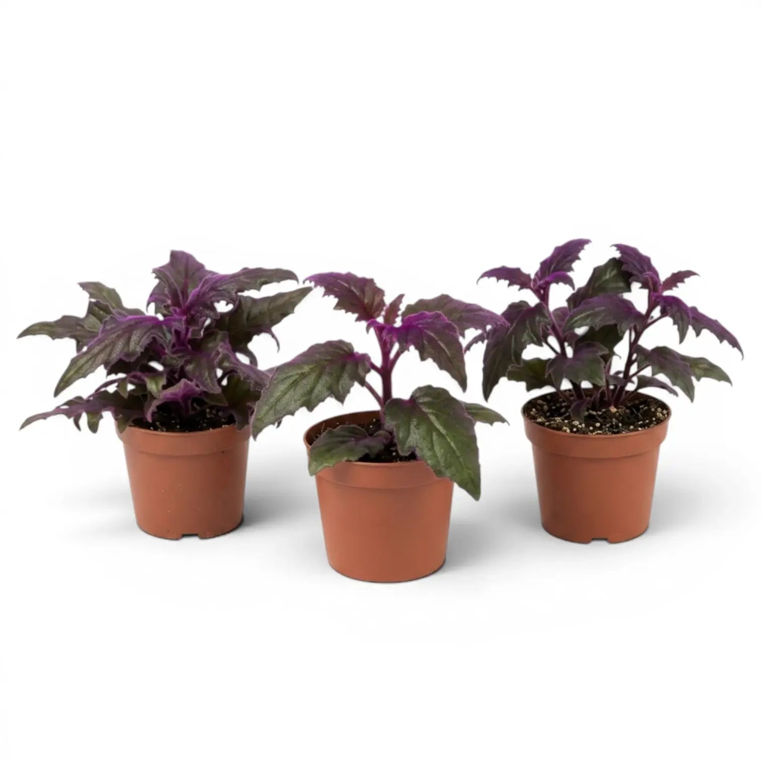 Gynura aurantiaca baby plant in a nursery pot.