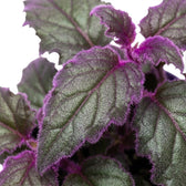 Close-up of Gynura aurantiaca purple leaves.