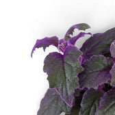 Close-up of Gynura aurantiaca purple leaves.
