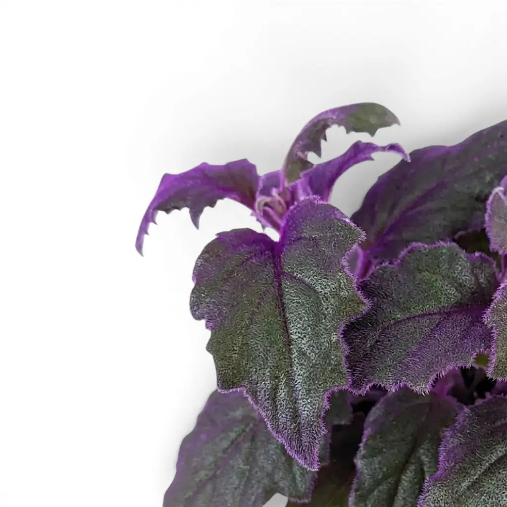 Close-up of Gynura aurantiaca purple leaves.