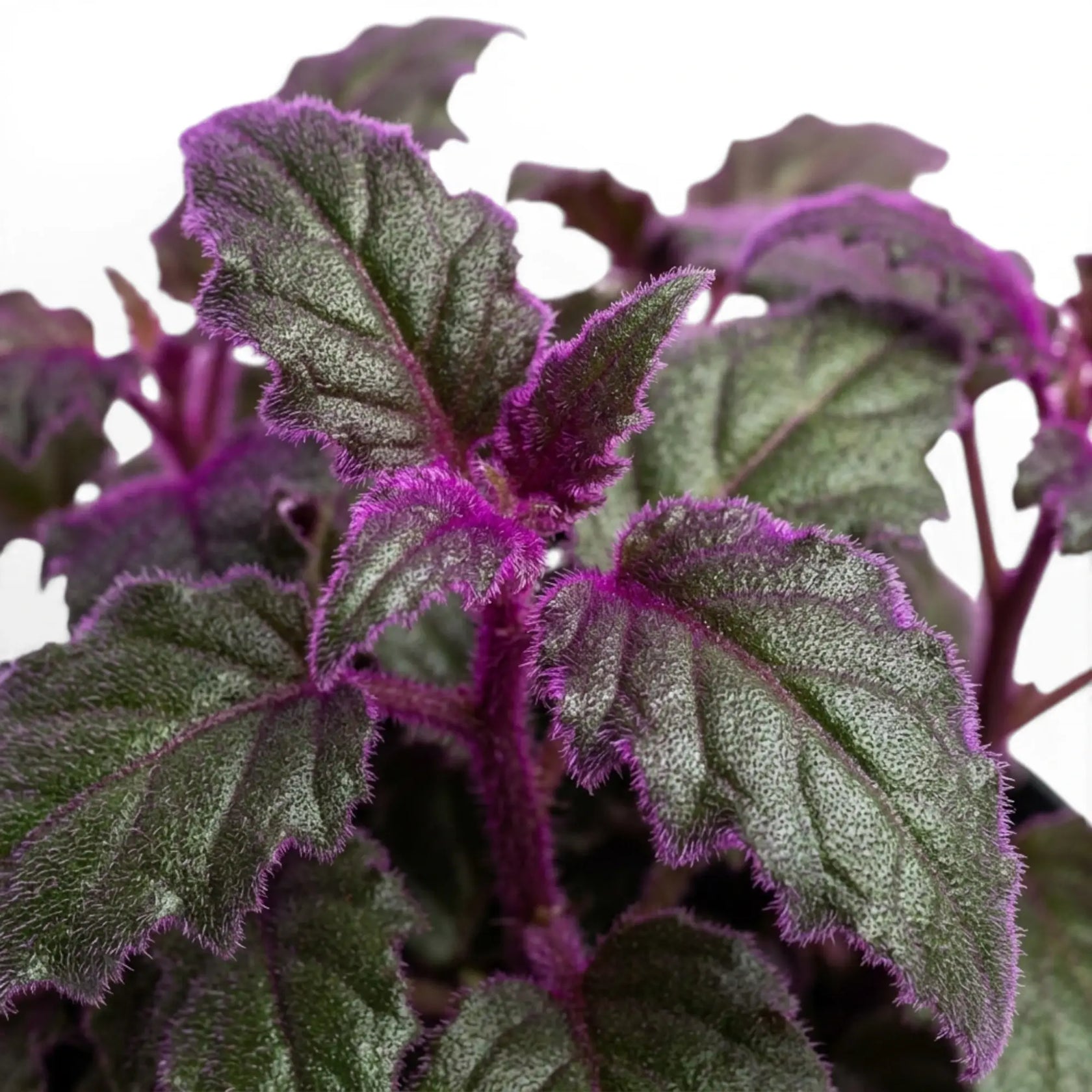 Close-up of Gynura aurantiaca purple leaves.