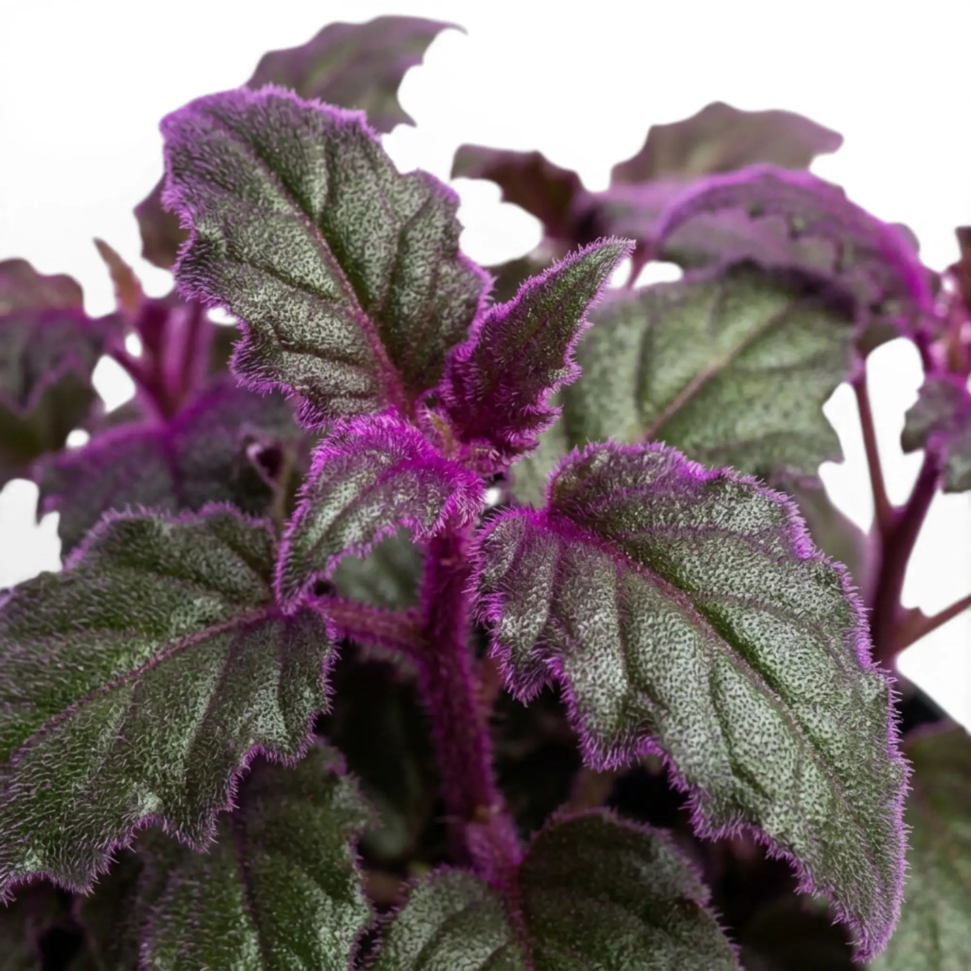 Close-up of Gynura aurantiaca purple leaves.