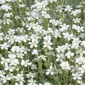 Gypsophila repens 'Alba' – Nahaufnahme.
