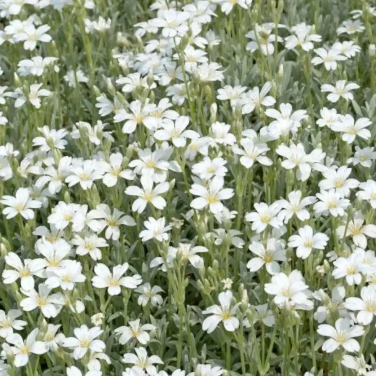 Gypsophila repens 'Alba' – Nahaufnahme.