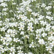 Gypsophila repens 'Alba' – Nahaufnahme.