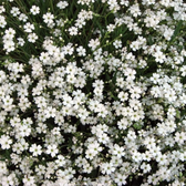 Gypsophila repens 'Alba' – Detailaufnahme.