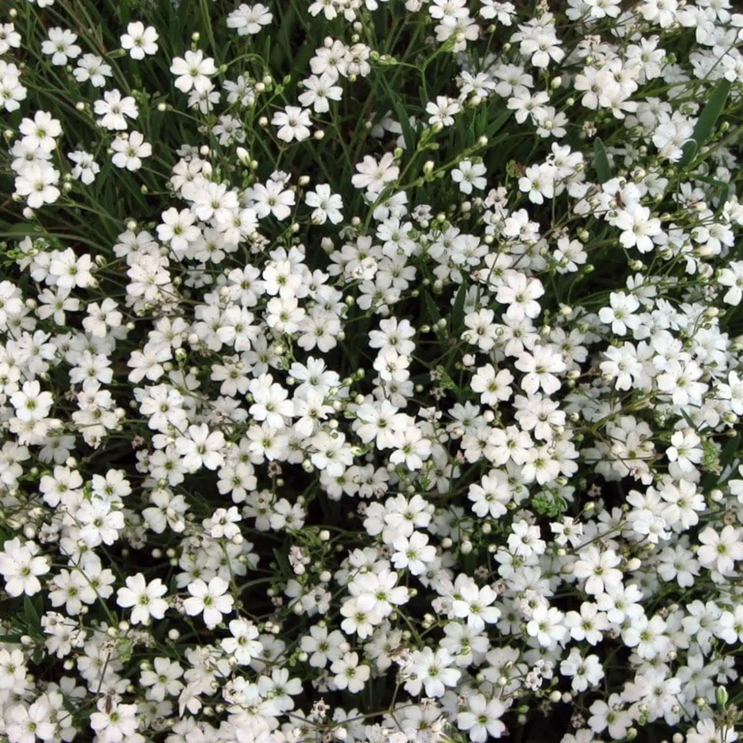 Gypsophila repens 'Alba' – Detailaufnahme.