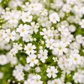 Gypsophila repens 'Alba' – Detailaufnahme der Pflanze.