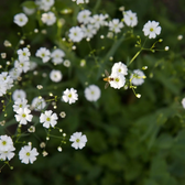 Gypsophila repens 'Alba' – Detailaufnahme der Pflanze.