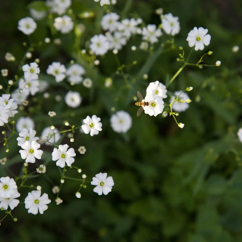 Gypsophila repens 'Alba' plant detail.