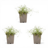 Gypsophila repens 'Alba' – Detailaufnahme der Pflanze.