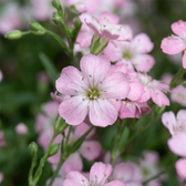 Gypsophila repens 'Rosea' detail shot.